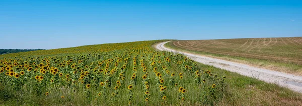 Rural Landscape Northern France Part Lorraine Sunflowers Metz Nancy Summer — стоковое фото