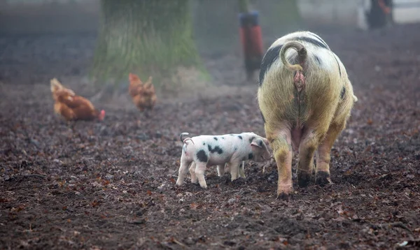 spotted piglets on organic farm in the netherlands play near sow and chickens in the mud on misty winter day