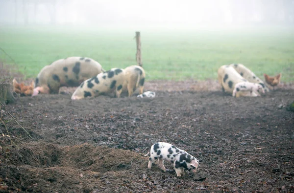 Spotted Piglets Pigs Rooting Organic Farm Netherlands Play Mud Misty — Stockfoto