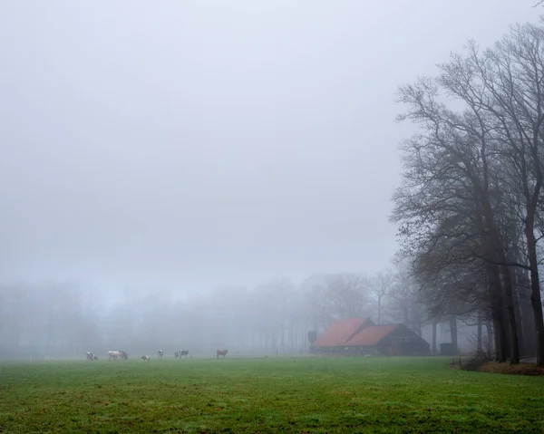 Silhouetten Koeien Groene Weide Buurt Van Boerderij Mist Het Nederlandse — Stockfoto