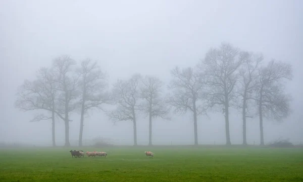 Ovelhas Prado Perto Fazenda Província Holandesa Utrecht Holland Dia Inverno — Fotografia de Stock