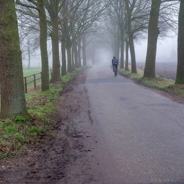 man rides bicycle on country road between trees in dutch countryside on misty winter day in the netherlands