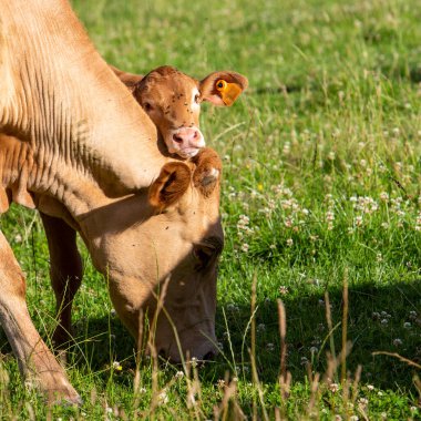 brown cow and calf in high grass of summer meadow in belgian ardennes region