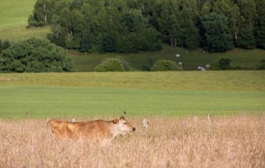 Belçika 'nın Ardennes bölgesindeki yüksek otlaklarda boynuzlu inek.