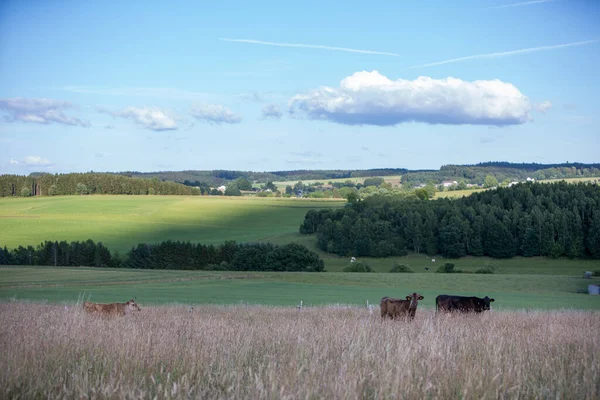 Horned Cows Very High Grass Summer Meadow Belgian Ardennes Region — 스톡 사진