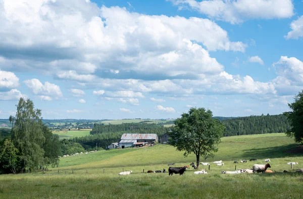 Cows Green Meadow Bastogne Roche Hubert Belgium Blue Sky Summer — Stok fotoğraf