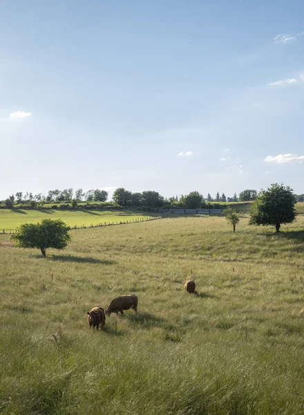 Cows Green Meadow Bastogne Roche Hubert Belgium Blue Sky Summer — Stock Photo, Image