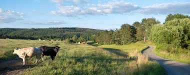 İnekler yeşil çimenli yaz manzarasında otlar Han sur Lesse ve Rochefort yakınlarındaki Belçika ardennes bölgesinde orman tepeleri yakınlarında mavi yaz gökyüzünün altında
