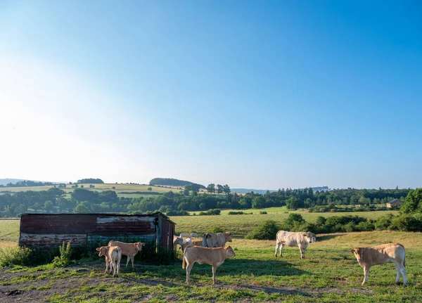 Cows Graze Green Grassy Summer Landscape Han Sur Lesse Rochefort —  Fotos de Stock