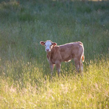 young calf alone in long grass of summer meadow against setting sun in backlight