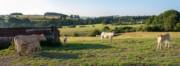 Cows Graze Green Grassy Summer Landscape Han Sur Lesse Rochefort — 图库照片