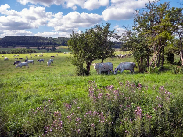 Cows Graze Thistles Green Grassy Landscape Han Sur Lesse Rochefort — Foto de Stock