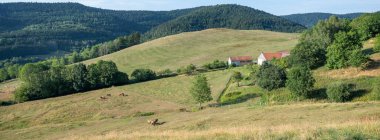 horses in early morning countryside near saint die in french vosges under blue sky in summer