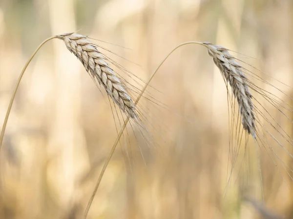 Nahaufnahme Von Zwei Ähren Oder Ähren Von Weizenpflanzen Feld — Stockfoto