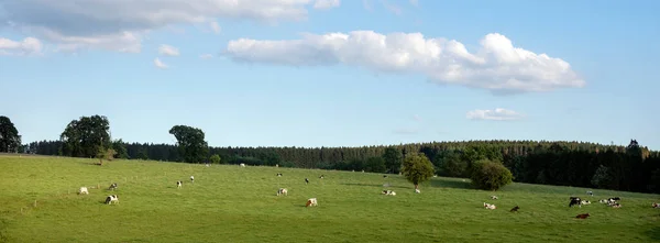 Ландшафт Сельской Местности Коровами Южной Части Верхнего Фанья Между Вельсальмом — стоковое фото