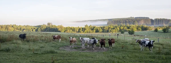 Αγελάδες Στο Πρωινό Φως Του Ήλιου Μεταξύ Sankt Vith Και — Φωτογραφία Αρχείου