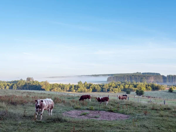 Krowy Wcześnie Rano Światło Słoneczne Między Sankt Vith Vielsalm Południowej — Zdjęcie stockowe
