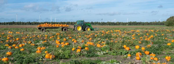 Citrouilles Oranges Lors Récolte Sur Champ Sous Ciel Bleu Automne — Photo