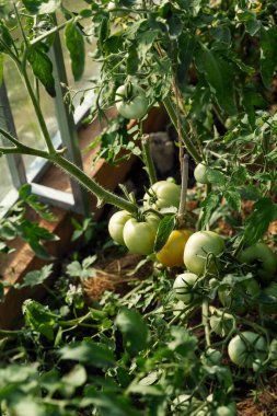 Seradaki bir çalılıkta olgunlaşmamış yeşil domatesler. Taze hasat. Dikey.