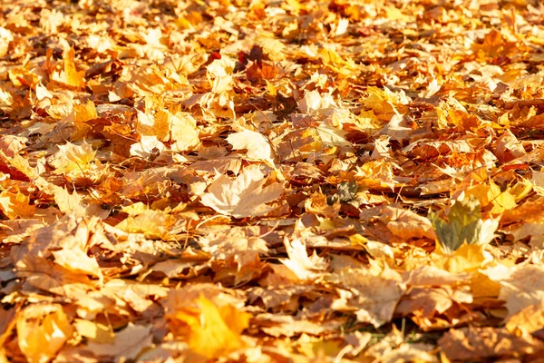 地面に乾燥した黄色のカエデのカーペットが残っています 黄金の秋 接近中だ テキストのスペース — ストック写真