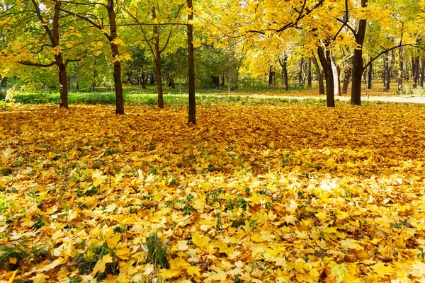 Gelbe Ahornblätter Liegen Einem Sonnigen Tag Auf Dem Boden Park — Stockfoto