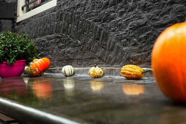 Małe Dynie Różnych Kształtach Jesienne Wakacje Halloween Zbiorów Dekoracji Zewnątrz — Zdjęcie stockowe