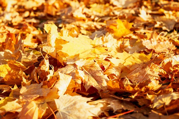 地面に落ちた黄色のカエデの山が残っています 黄金の秋 テキストのスペース — ストック写真