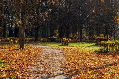 Düşen yapraklarla dolu güzel bir sonbahar parkı. Yılın parlak altın zamanı..