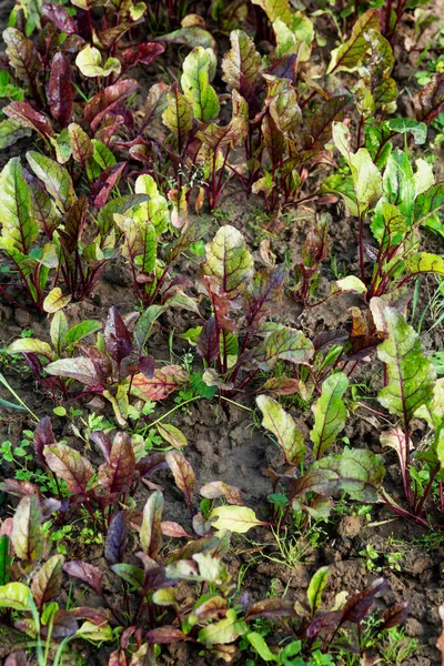 Young Beet Tops Garden Health Vitamins Nature Vertical — Stock Photo, Image