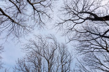 Kasvetli gri gökyüzüne karşı ağaçların çıplak dalları. Üzüntü ve yalnızlık. Yakın plan..