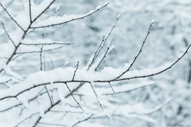 Karların kalınlığının altındaki ağaçların dalları. Güzel bir kış masalı. Yakın plan..