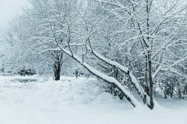 Parktaki kardaki ağaçlar. Güzel bir kış masalı.