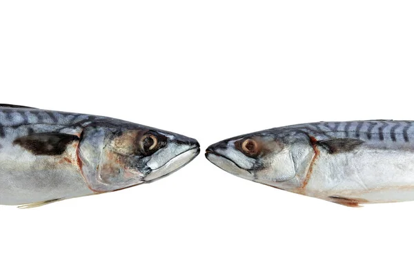 Zwei Frisch Gefrorene Makrelen Liegen Nase Nase Roher Fisch Gesunde — Stockfoto