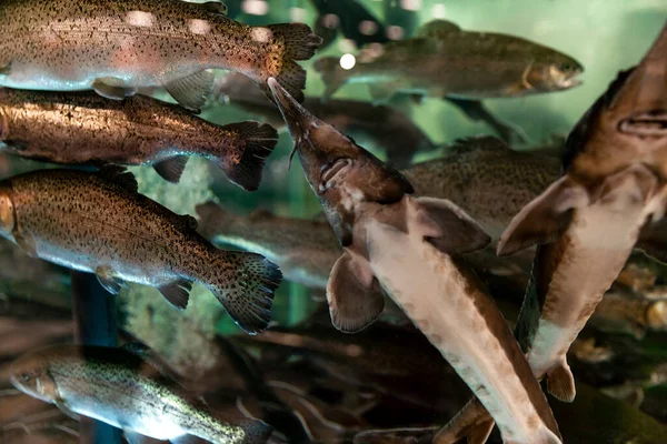 Frischer Fisch Aquarium Zum Verkauf Laden Nahaufnahme — Stockfoto