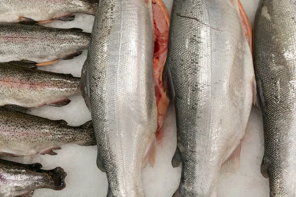 Frisch Gekühlter Fisch Auf Eis Auf Der Ladentheke Gesunde Ernährung — Stockfoto