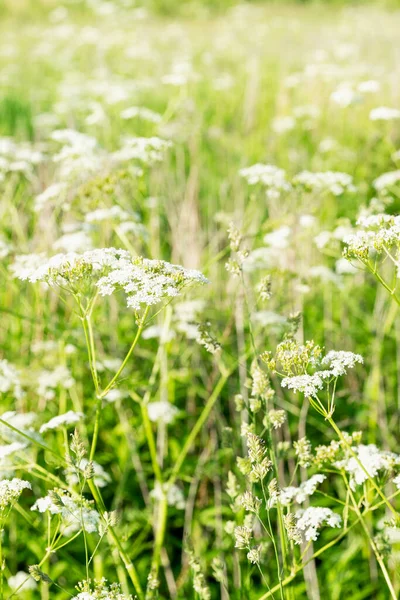 夏日阳光明媚 田野里开着小小的白花 伟大的大自然 垂直方向 — 图库照片