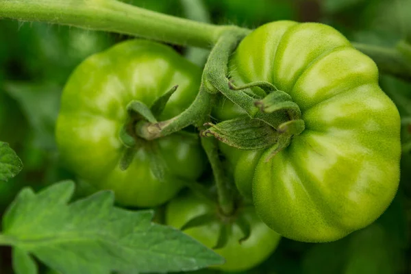 Green Unripe Tomatoes Branches Garden New Crop Cultivation Close Royalty Free Stock Photos