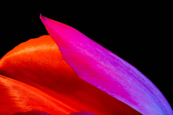 Tulpenblütenblatt Makrofoto Von Tulpenblättern Blume Nahaufnahme Foto Blütenblätter Fokus Isoliert — Stockfoto