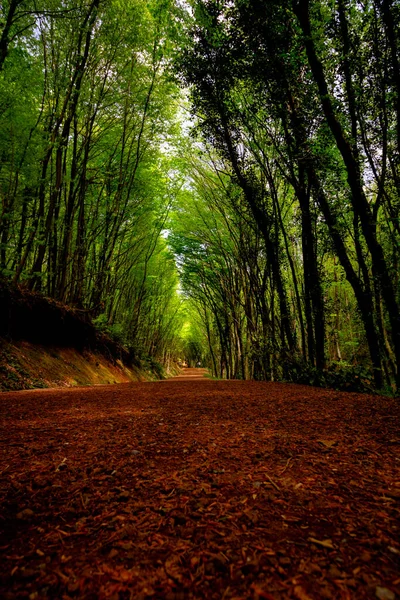 Natuurpark Polonezkoy Wandelpad Polonezkoy Beykoz Istanbul Vrijetijdsbesteding — Stockfoto