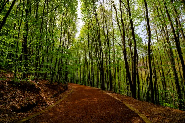 Natuurpark Polonezkoy Wandelpad Polonezkoy Beykoz Istanbul Vrijetijdsbesteding — Stockfoto