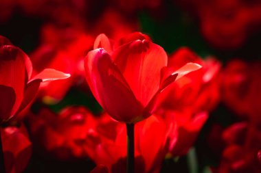 Kırmızı lale. Kırmızı lale manzarasını kapat. Bahar çiçeği ya da çiçek arkaplan fotoğrafı. Parklarda çiçekler..