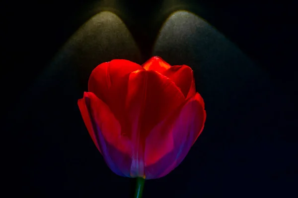 Tulpe Auf Schwarzem Hintergrund Rote Tulpe Beleuchtet Von Zwei Lichtern — Stockfoto
