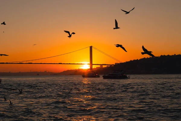 Bosporusbrug Zeemeeuwen Bosporusbrug Bij Zonsondergang Istanbul Achtergrond Reis Naar Turkije — Stockfoto