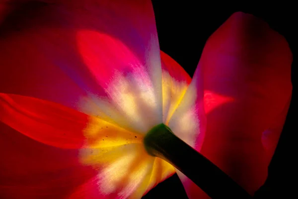 Red Tulip Details Tulip Close View — Stockfoto