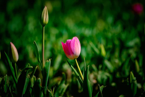 Tulipa Rosa Tulipa Rosa Sobre Fundo Verde Parque Primavera Foto — Fotografia de Stock