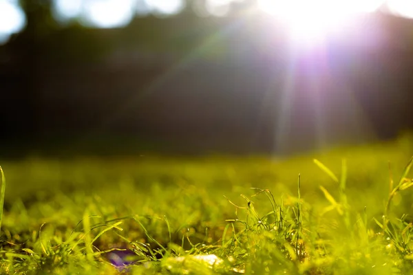 Grasses Sunrays Defocused Grasses Background Photo Sun Rays Carbon Net — стоковое фото