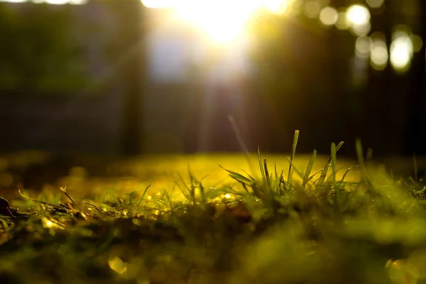 Nature Background Grasses Direct Sunlight Defocused Background Photo Carbon Net — Stockfoto