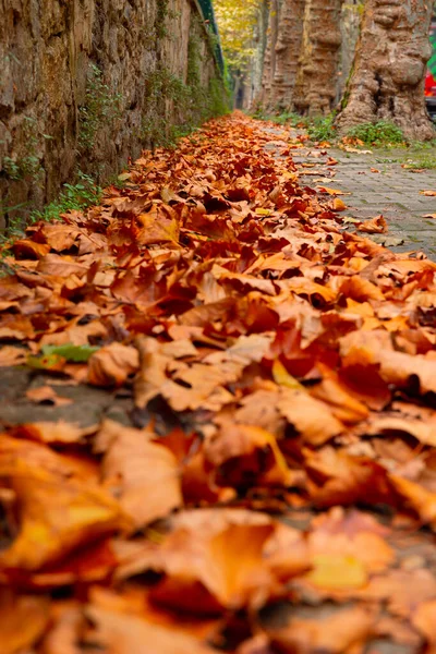 Осенний Фон Осенью Опавшие Листья Тротуаре Коричневые Листья Дороге — стоковое фото