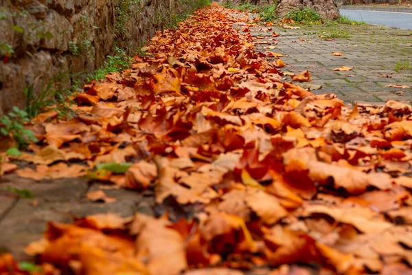 Падшие Листья Коричневые Листья Тротуаре Осенью Фоновое Фото Осенью — стоковое фото