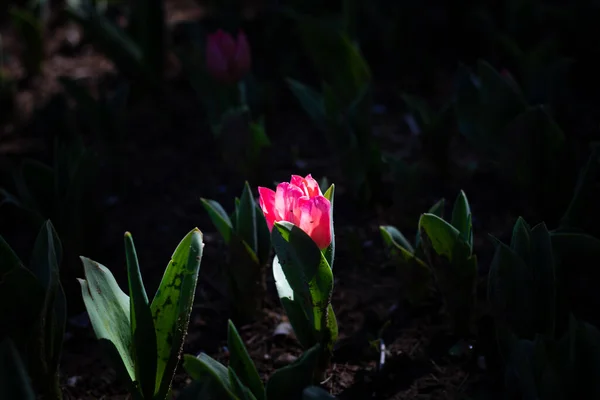 Tulipe Rose Une Tulipe Rose Éclairée Par Lumière Soleil Isolée — Photo